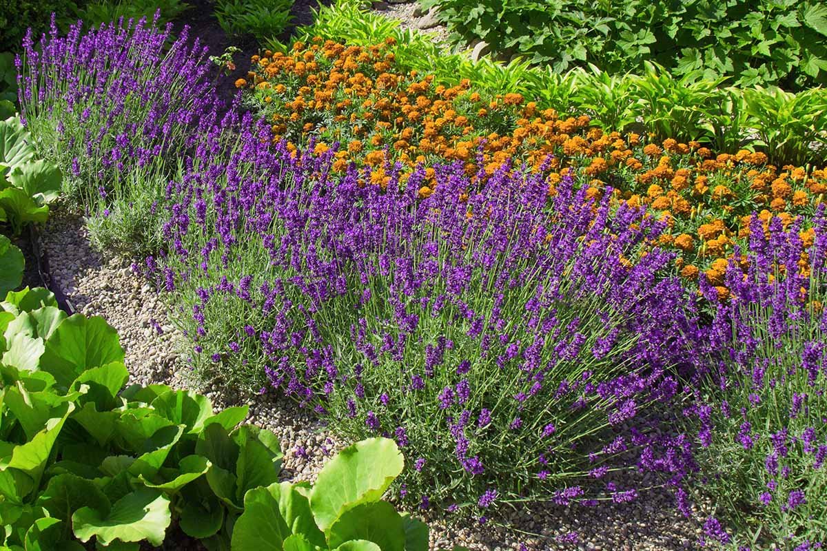 19 of the Best Companion Plants to Grow with Lavender