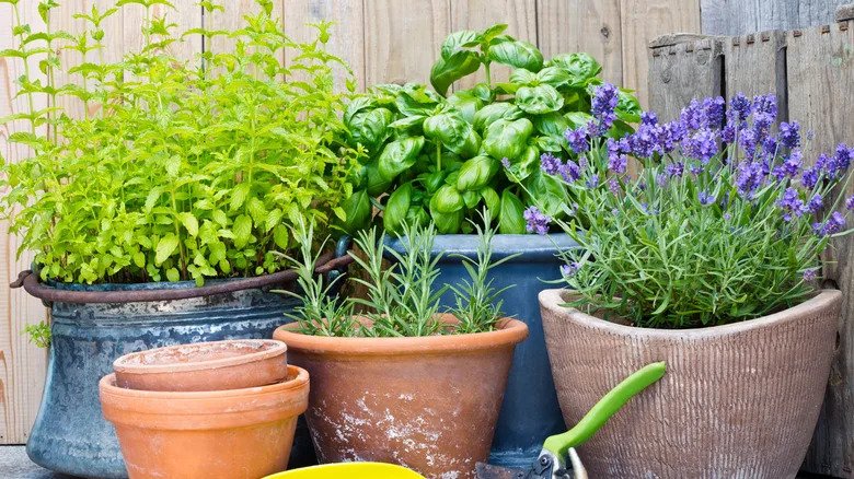 Why Lavender And Basil Make A Bad Gardening Pair