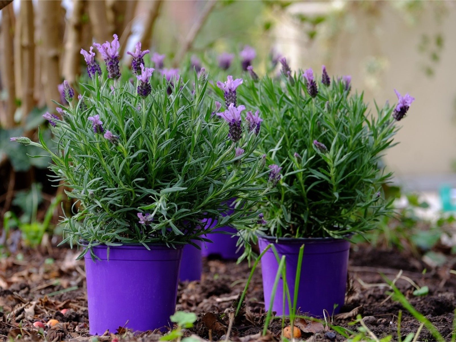 Potted Lavender Care - How To Grow Lavender In Containers | Gardening Know  How