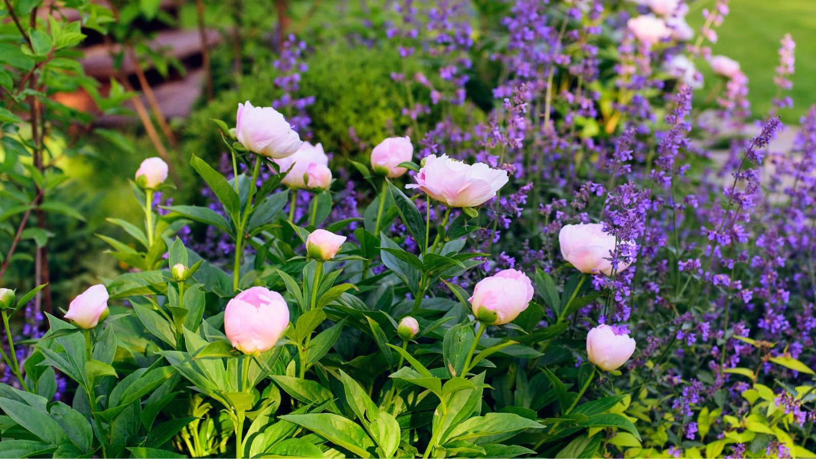 Peony Companion Plants: 21 Plants To Grow With Peonies