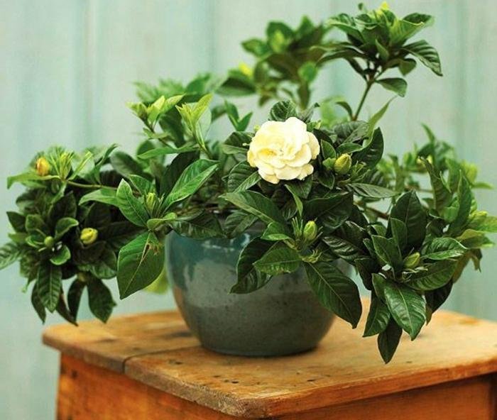 Top 13 Cây trồng sẽ có hương thơm nhất, sạch cửa, mát nhà - toplist.vn