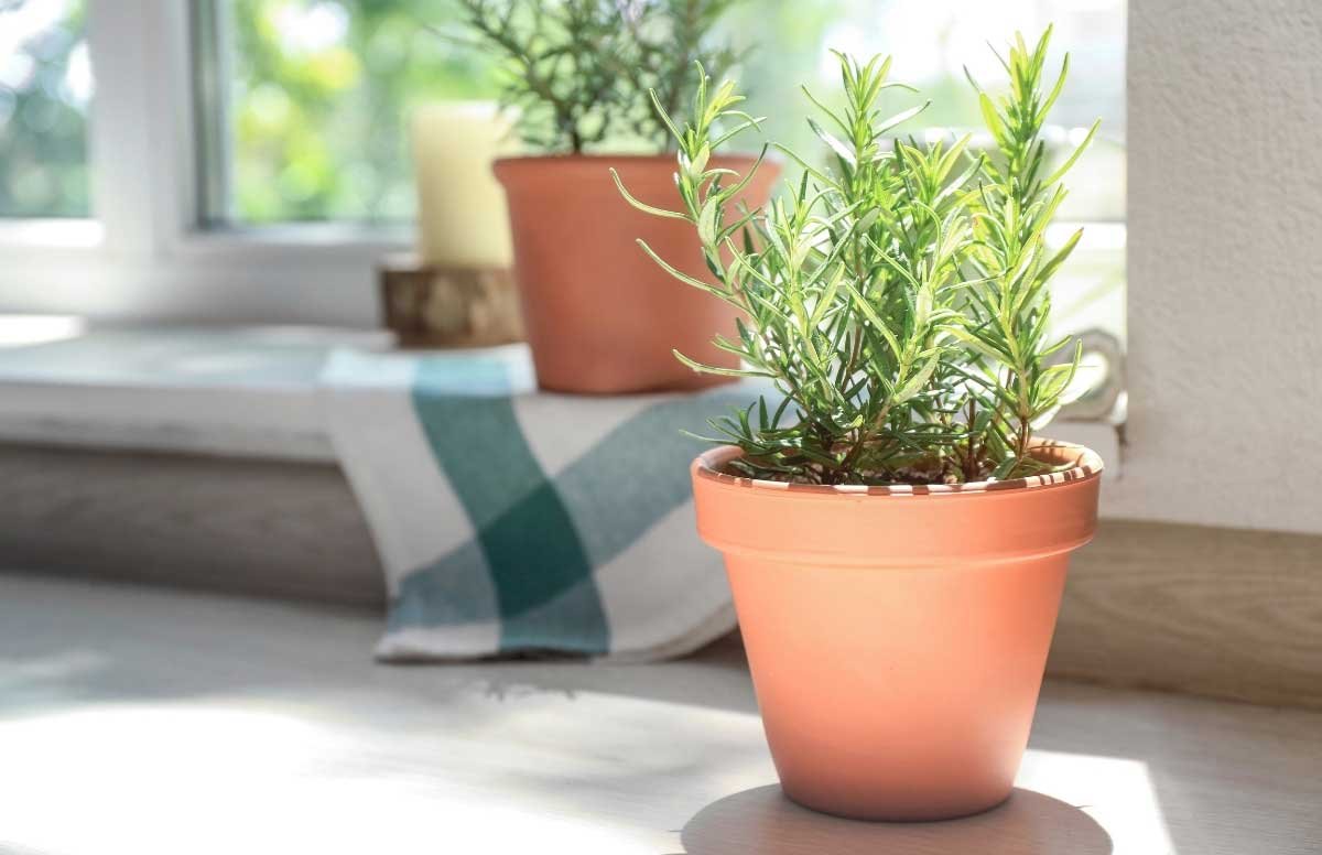 Cách chăm sóc cây hương thảo trong nhà sống khoẻ, lá to