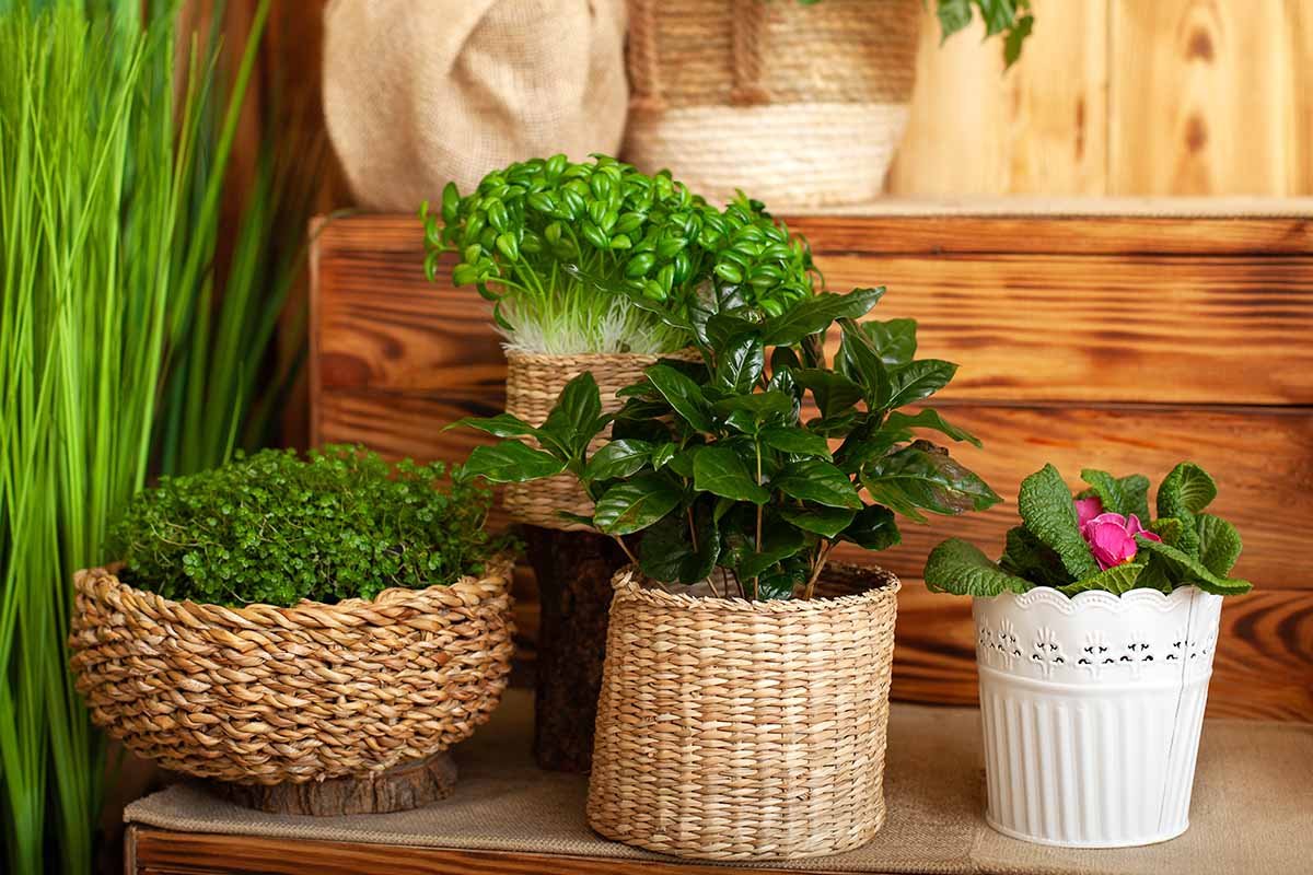 17 of the Most Fragrant Plants to Grow Indoors | Gardener's Path