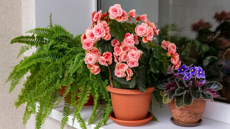Keep Your Home Smelling Fresh With A Year-Round Blooming Indoor Plant