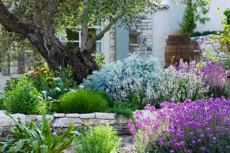 Rosemary: Benefits, Problems, Uses, Care, Companion Planting