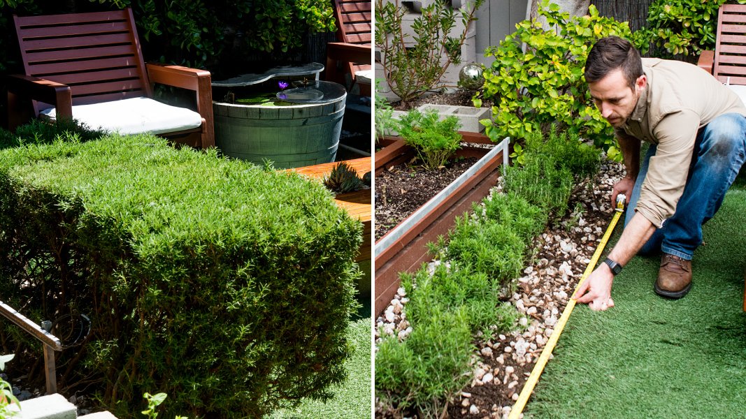 Hedge Space: Rosemary Goes Out, Rosemary Comes In | The Horticult