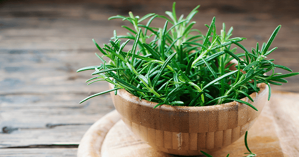Natural Pest Control: Dog-Friendly Plants That Keep Mosquitoes Away -  Maligators Dog Training