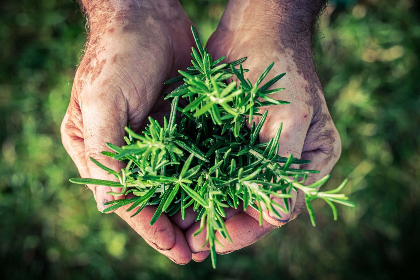 Natural Mosquito Repellent Plants - Keep Mosquitoes Away Naturally -  MosquitoNix®
