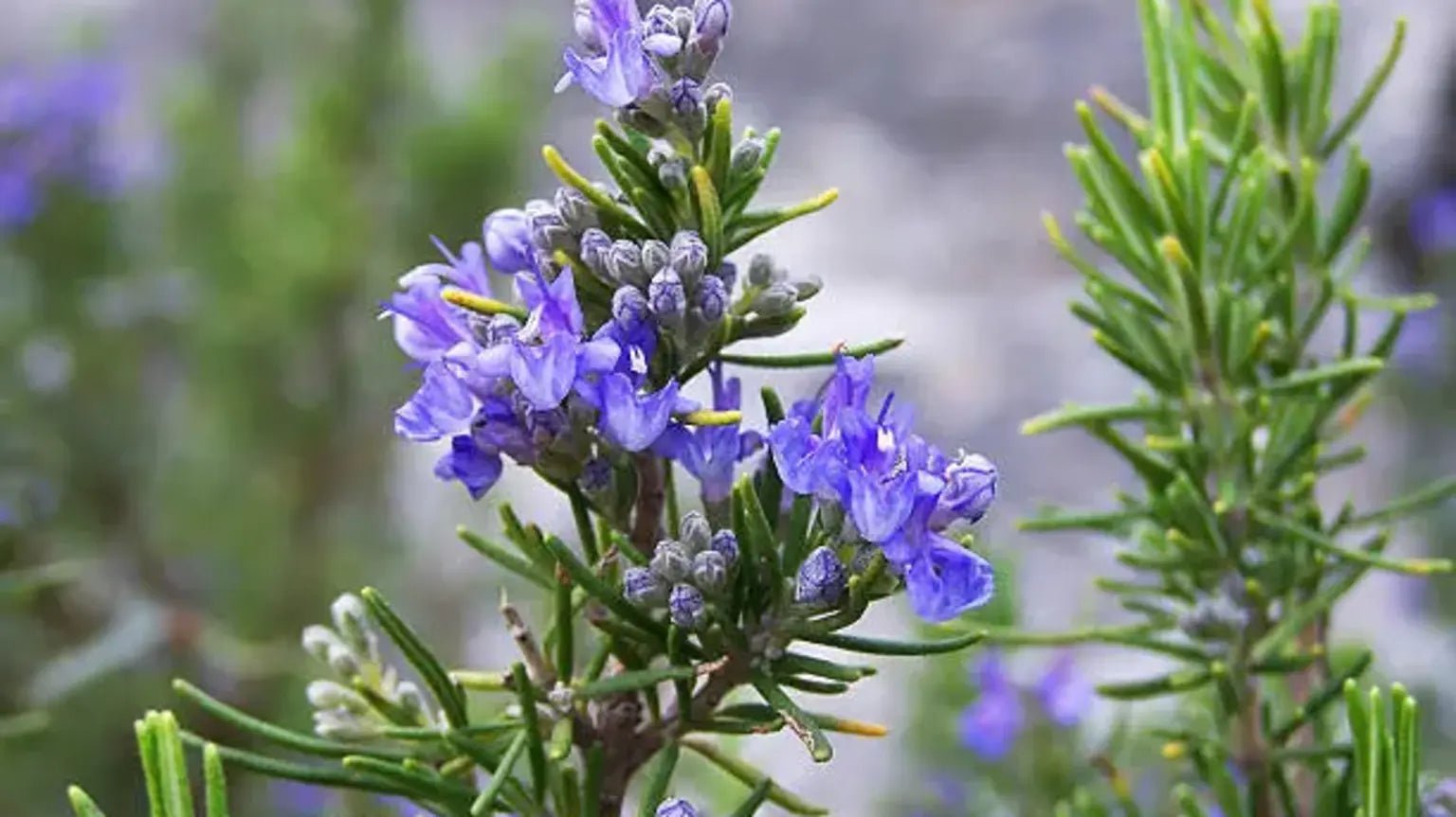Growing Rosemary in India – The Affordable Organic Store