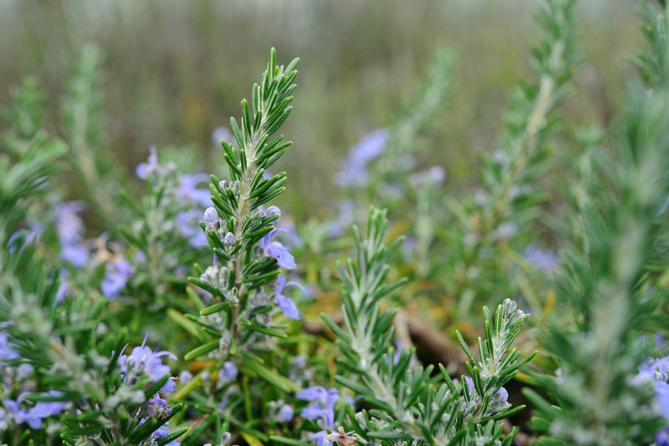 How To Grow Rosemary | BBC Gardeners World Magazine