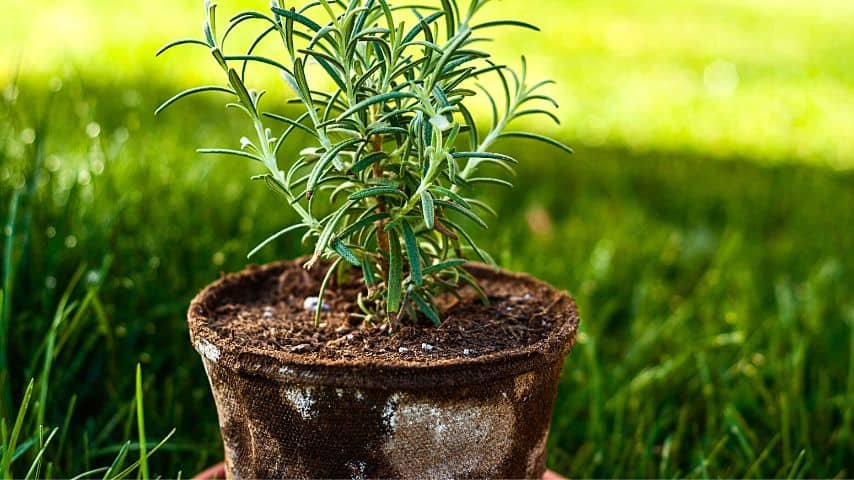 Rosemary Leaves Turning Brown — 6 Most Common Reasons