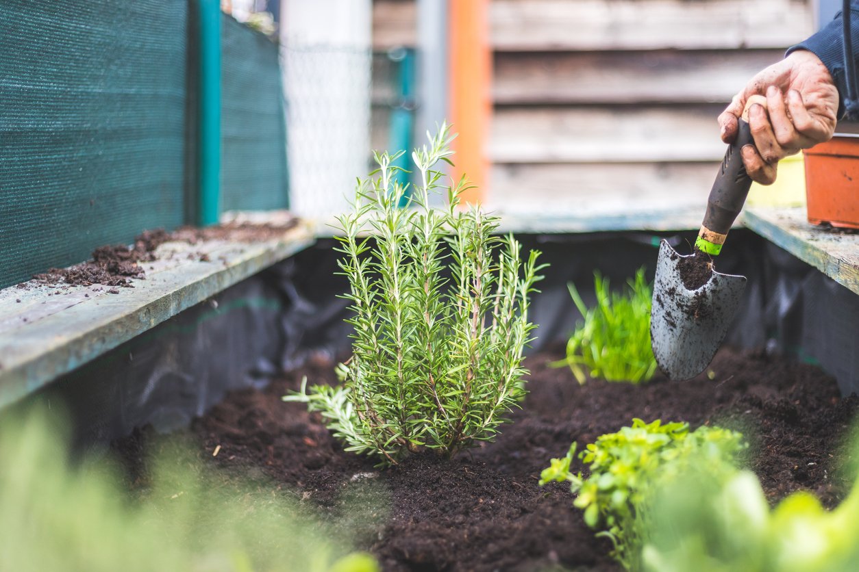 Growing Rosemary in Open Land, in Raised Beds, or in Containers - Food  Gardening Network