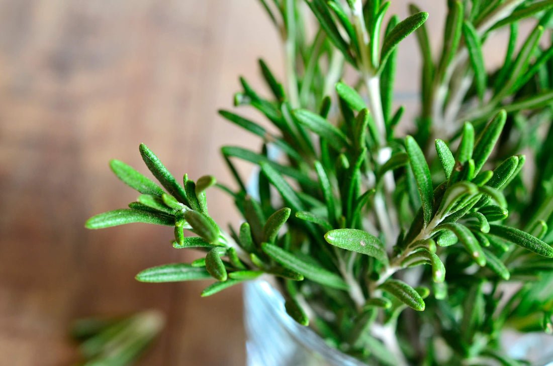 Growing Rosemary at Home: Step-by-Step Guide and Uses – AllThatGrows