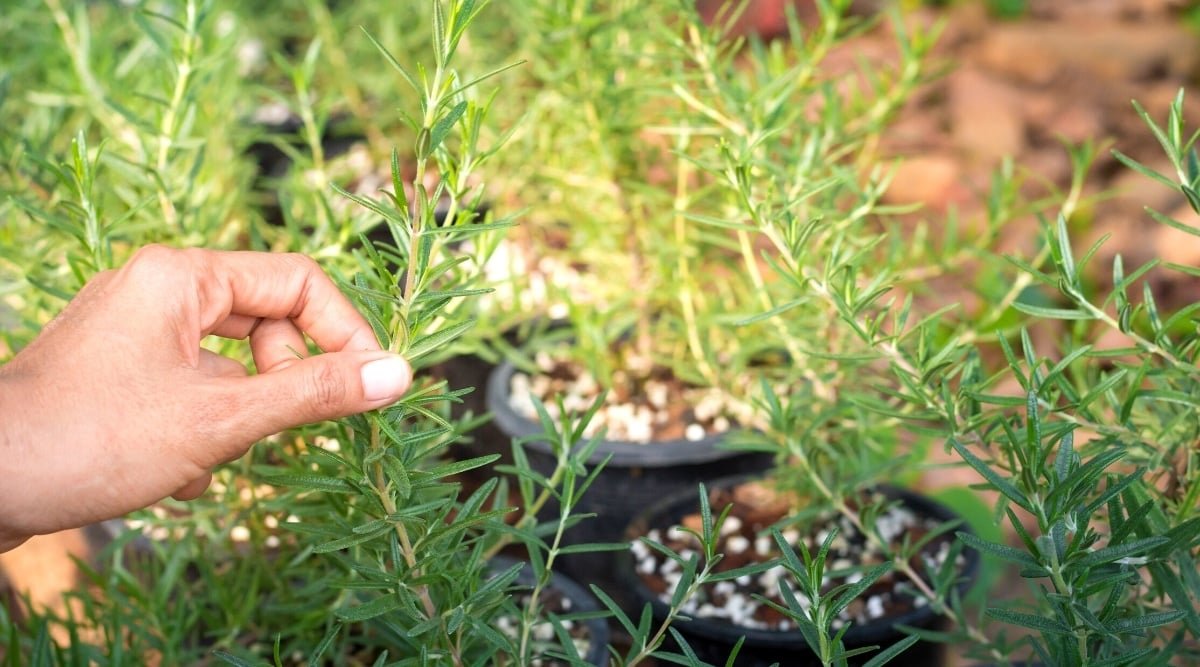 How to Plant, Grow and Care For Rosemary