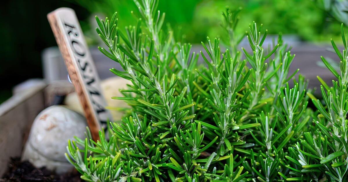 11 brilliant reasons why you need a rosemary hedge and how do it