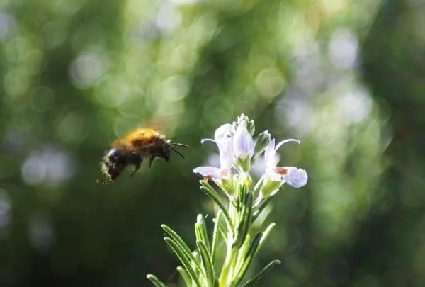 One in three bites eaten worldwide depends on pollinators, especially bees  for a successful harvest | Alaster Anderson - The Planting Experts | Plant  Advice, Installation  Maintenance