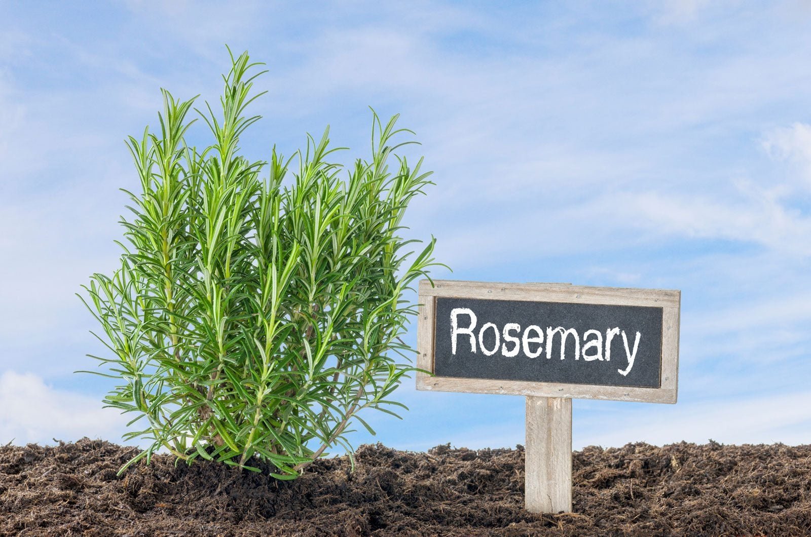 Culinary Herbs That Resist Drought - Tips For Growing A Drought Tolerant  Herb Garden | Gardening Know How