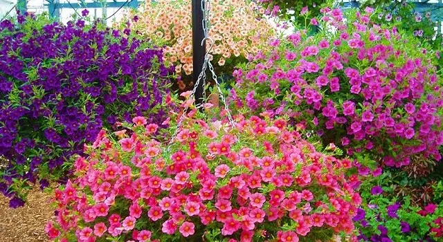 12 best ever flower pairings to grow in pots  why