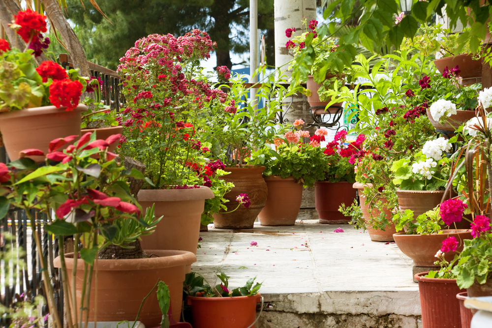 12 best ever flower pairings to grow in pots  why