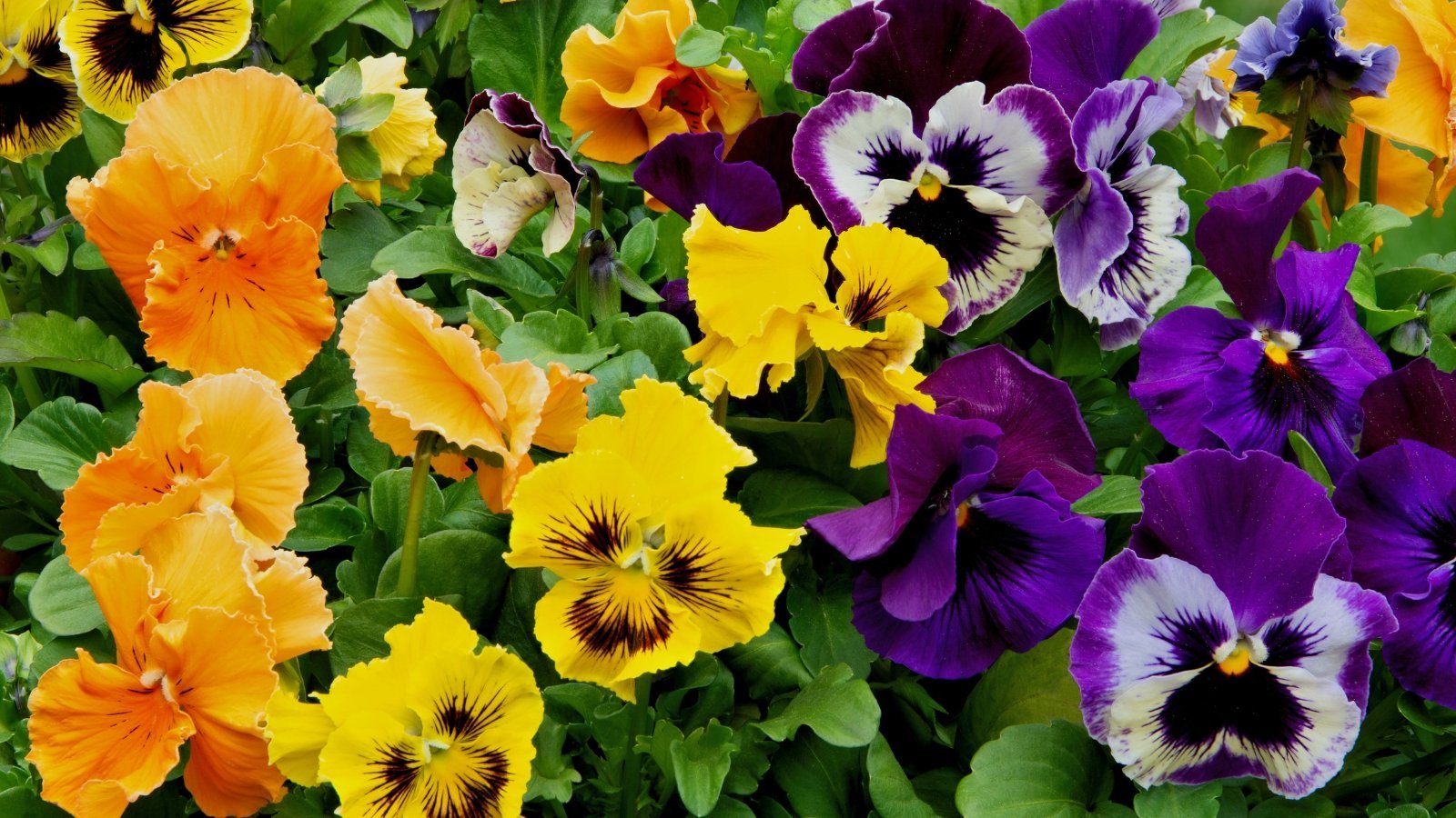 12 best ever flower pairings to grow in pots  why