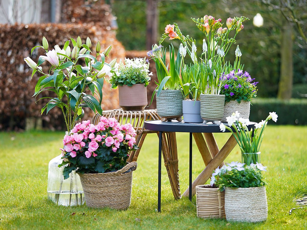 12 best ever flower pairings to grow in pots  why