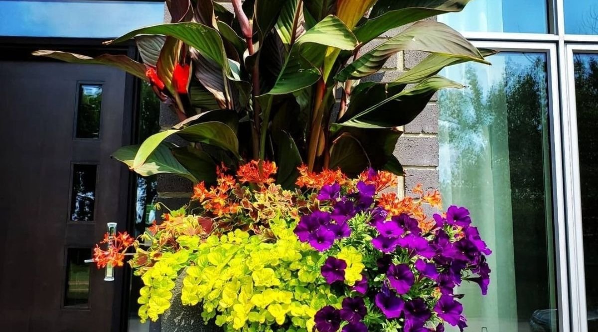 12 best ever flower pairings to grow in pots  why