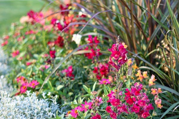 VW Garden: Snapdragons, Verbena and Zinnias in a Vibrant Bed