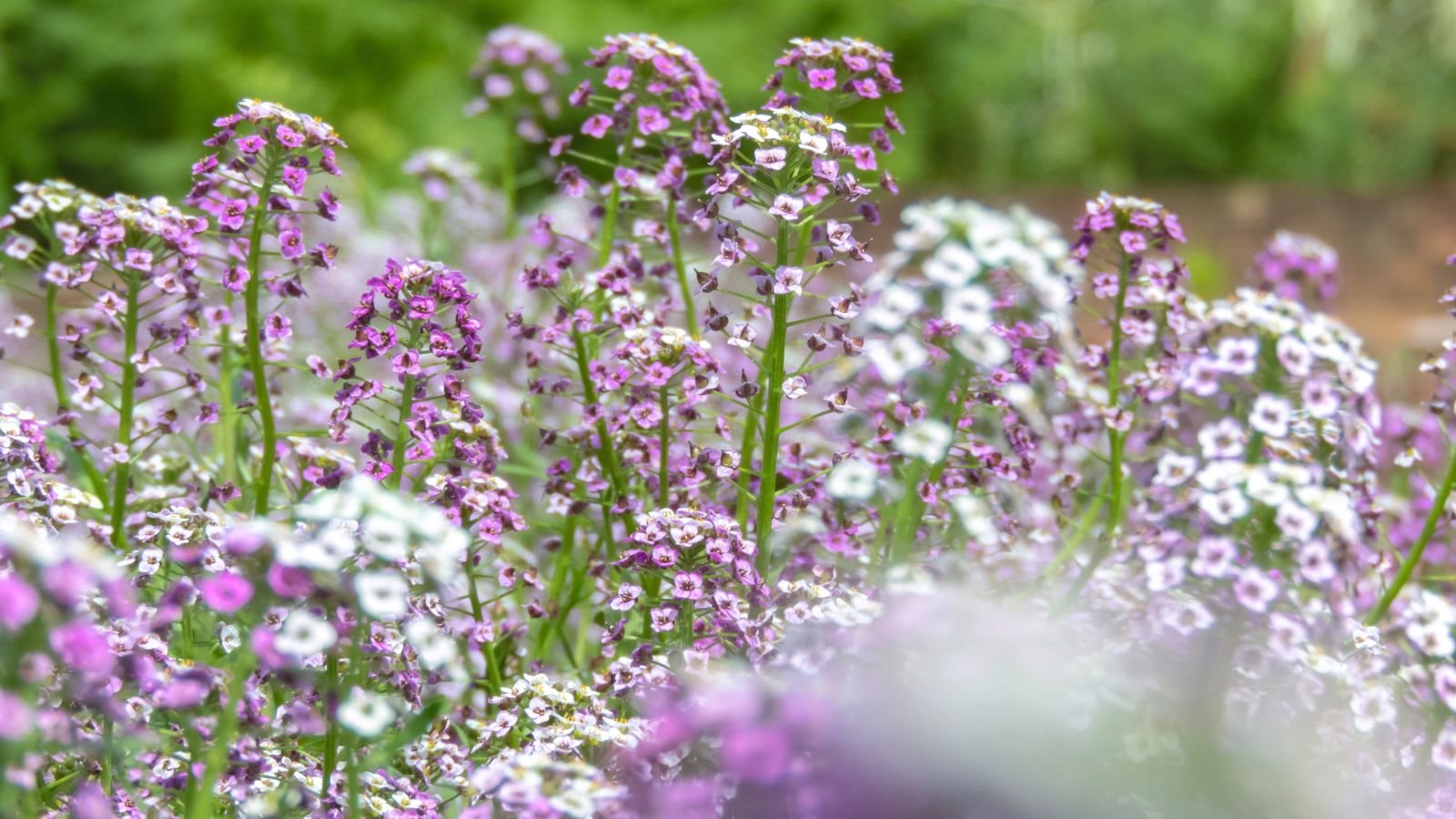 12 best ever flower pairings to grow in pots  why
