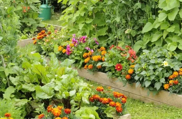 Blend flowers and vegetables for a plot that looks as good as it tastes |  Daily Mail Online