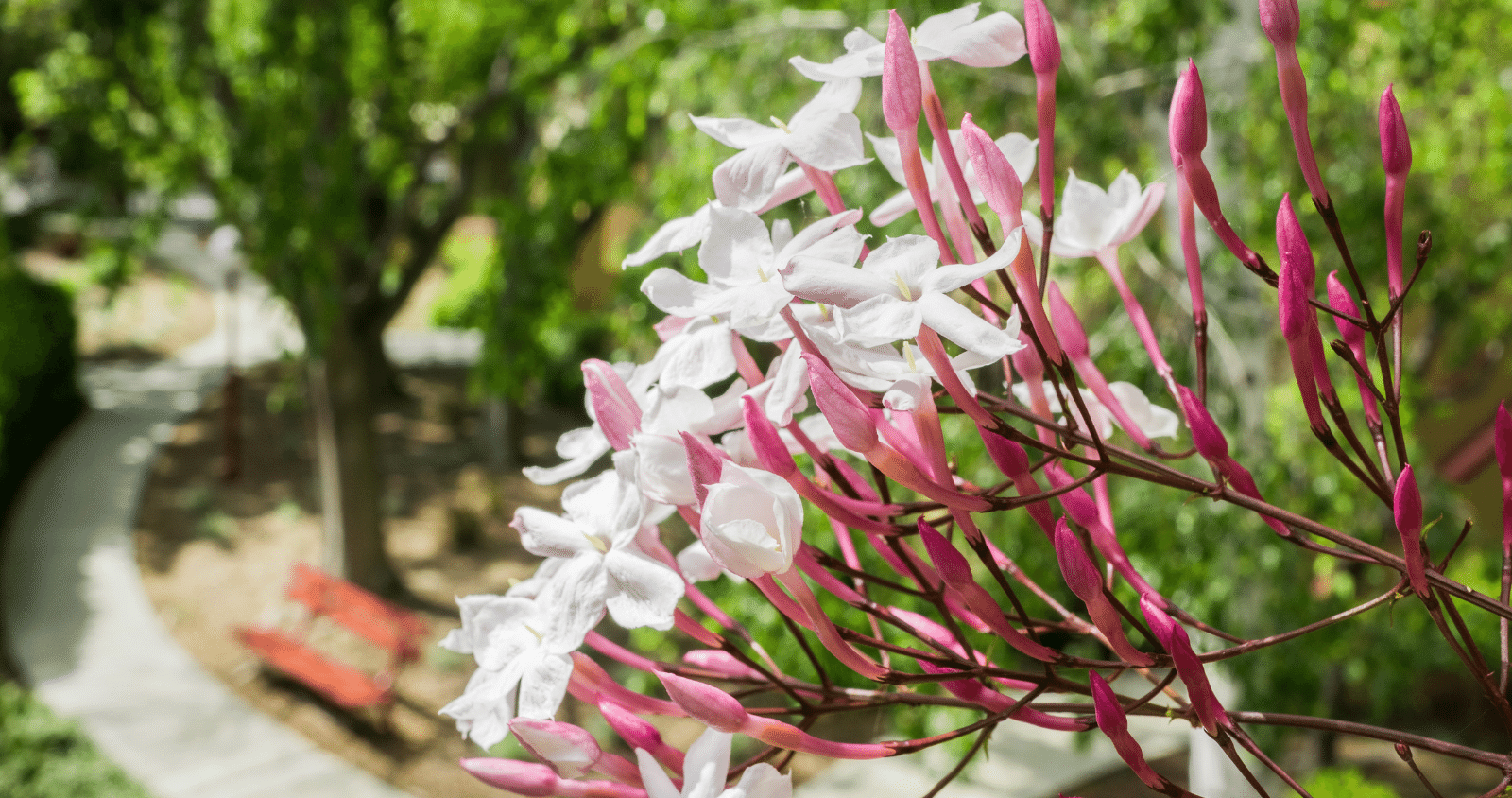 12 best smelling plants for your home