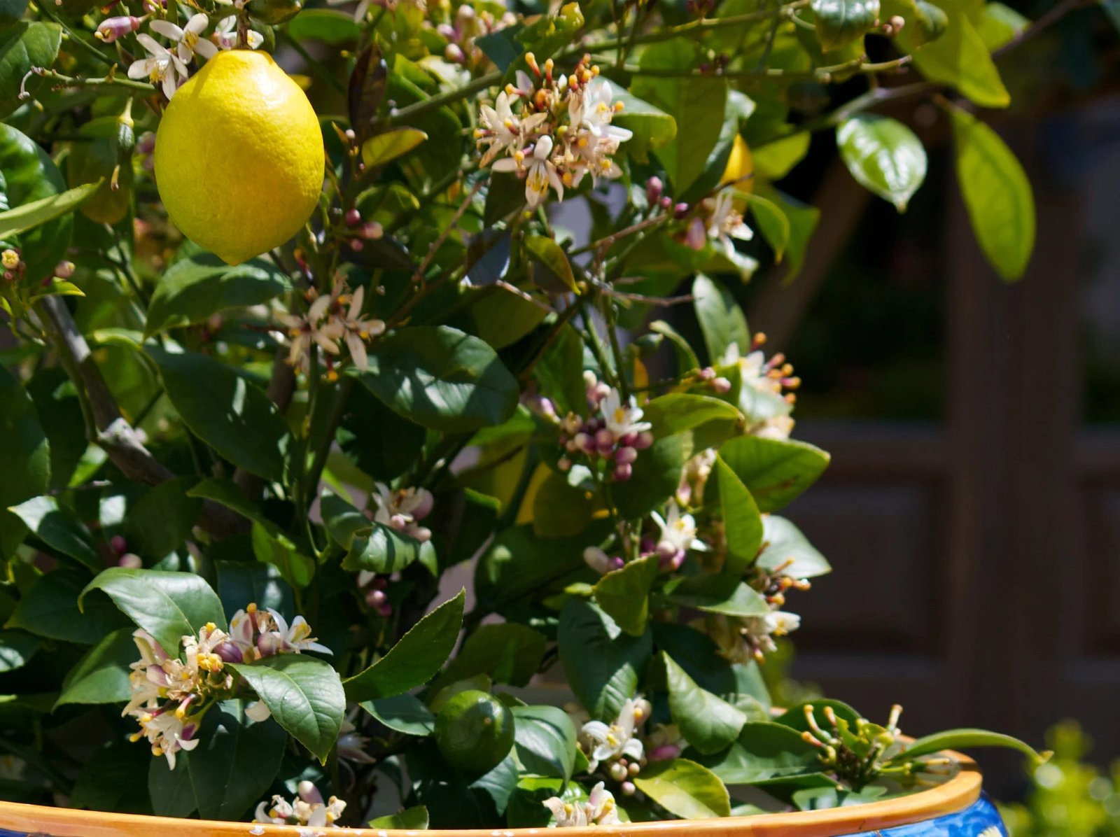 12 best smelling plants for your home