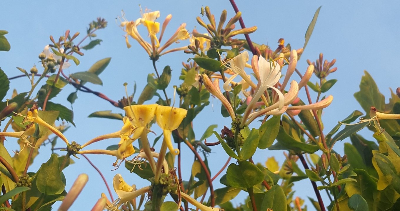 12 best smelling plants for your home