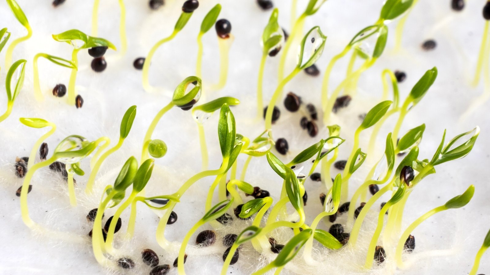 Cold Stratification for Seeds: How Does it Work?