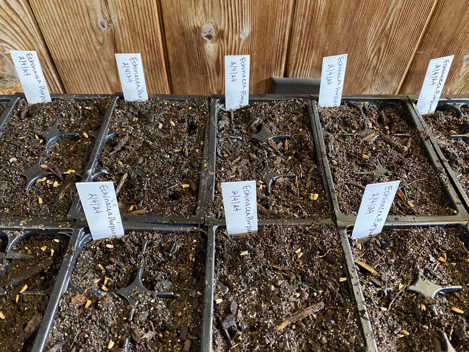 Cold Stratification of Seeds: The Ultimate Guide for Successful Germination  - Bright Lane Gardens
