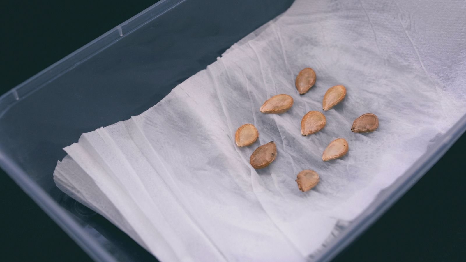 9 Seed Cold Stratification Mistakes: What NOT to do