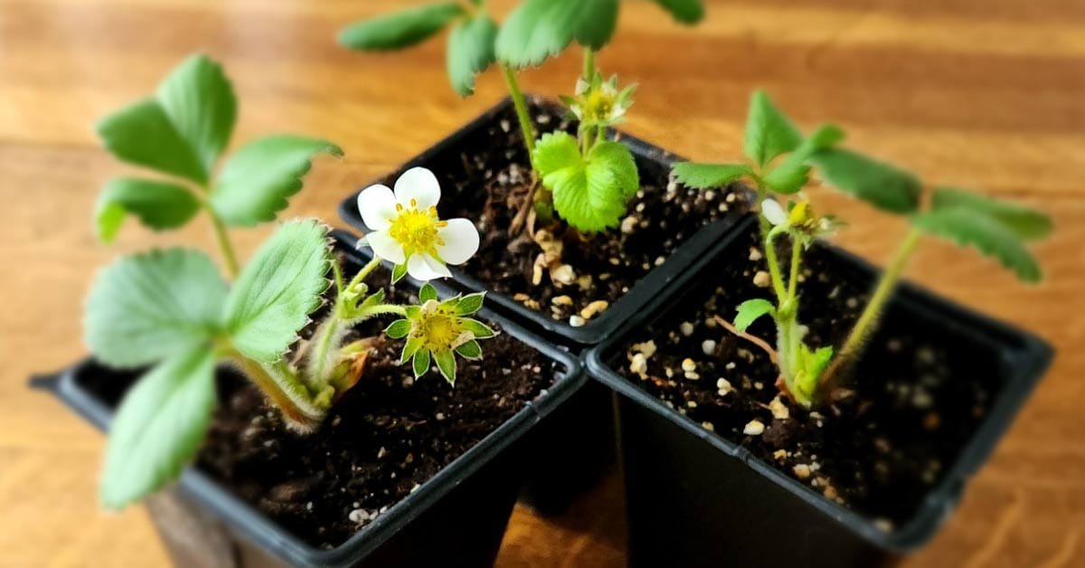 How to Sow Strawberry Seeds (Indoor Method) — Empress of Dirt