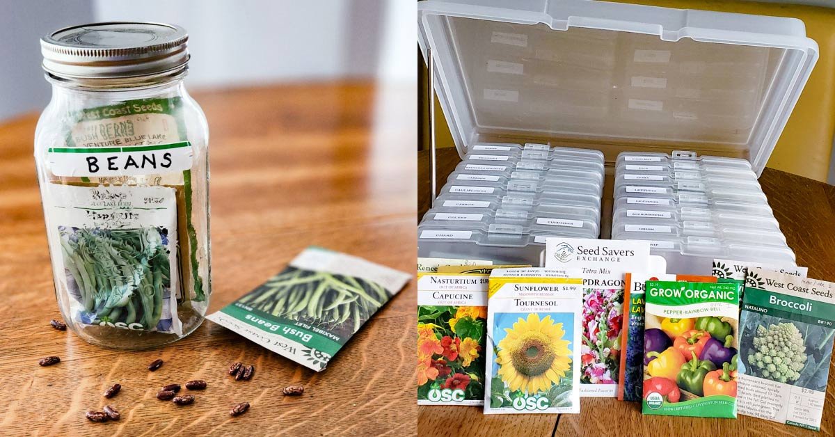 Seed Storage: Top Tips For Storing Seeds at Home