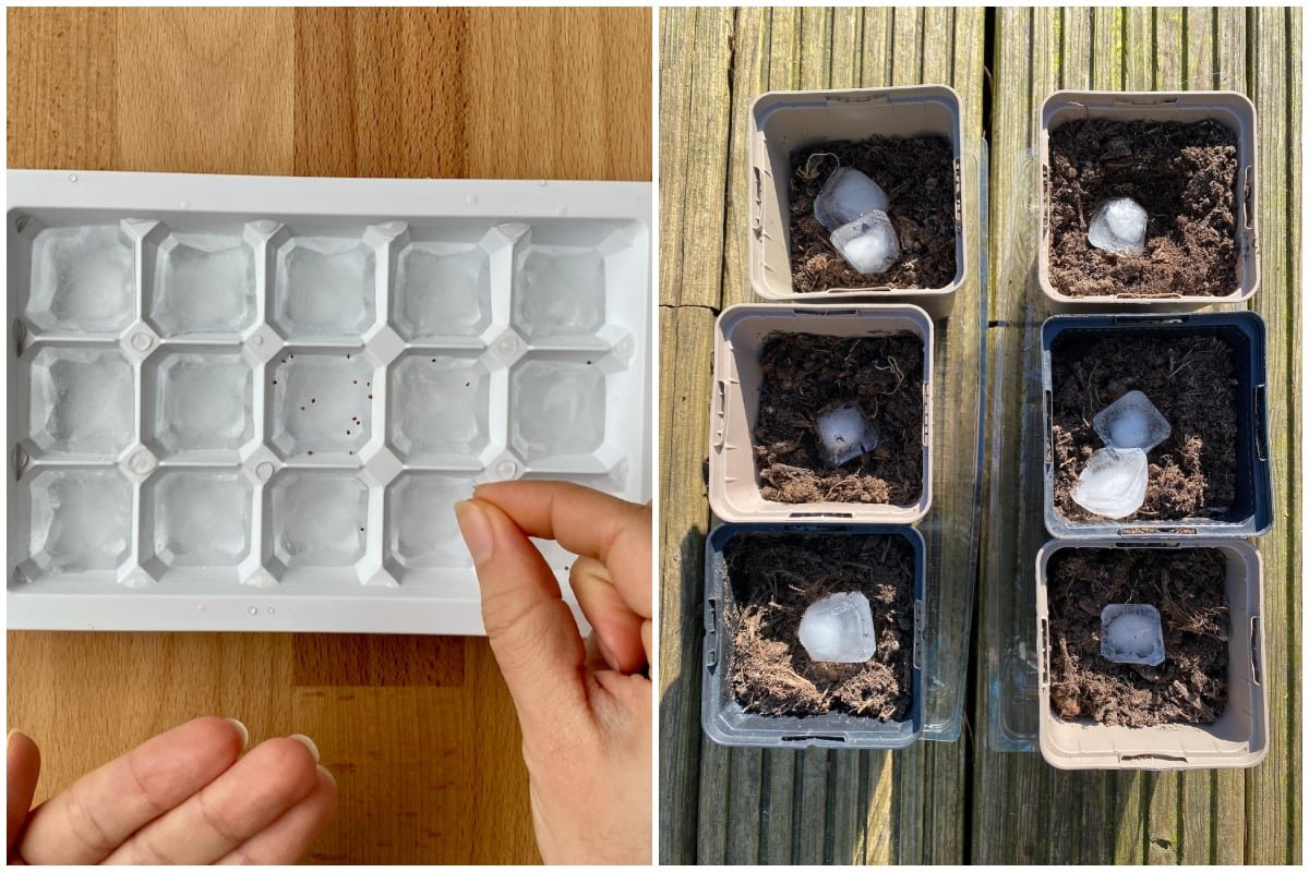 6 Ways to Cold Stratify Seeds ( 36 Plants That Need Stratification)