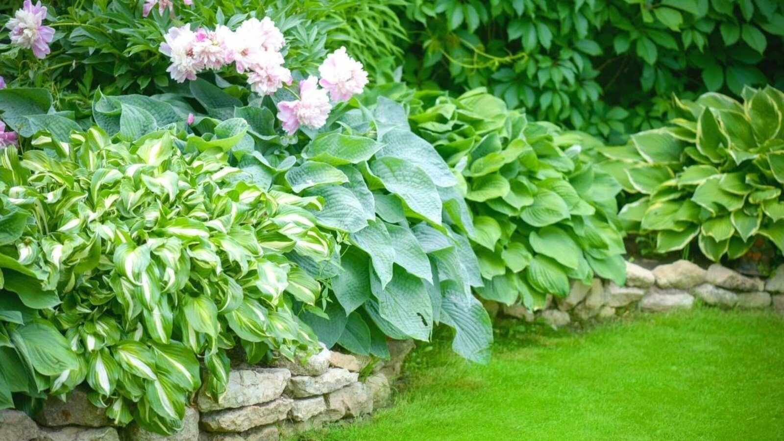 Can Hostas Take Full Sun? Or Do They Need Shade?