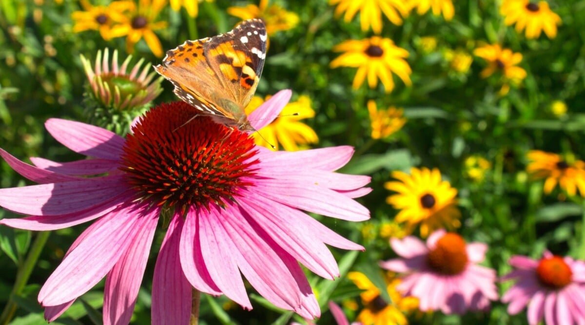 15 Pollinator Plants For Southern Pollinator Gardens
