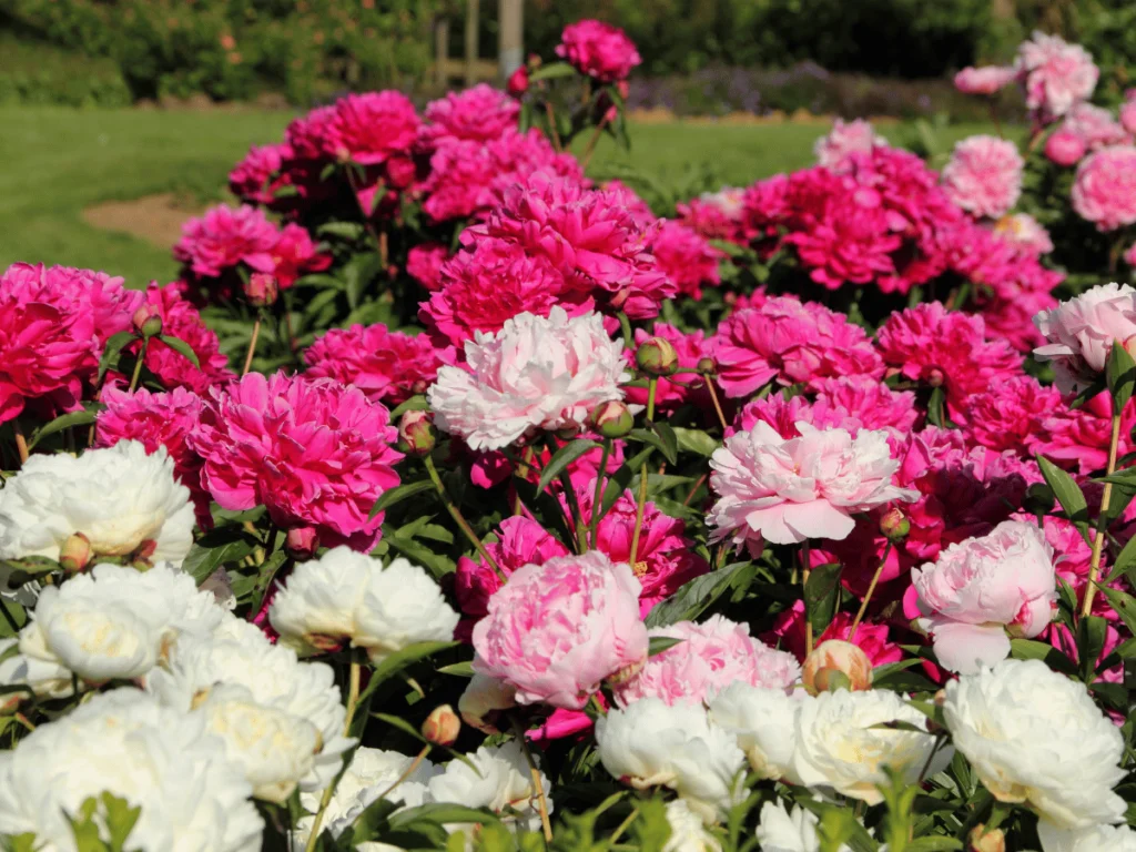 Discover the Best Peony Varieties | STANNOBELLO
