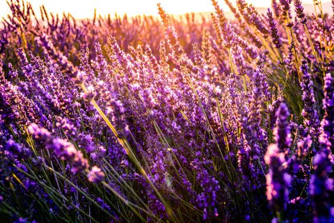 Lavender: The Natural Powerhouse for Wellness and Relaxation – Happy Scents