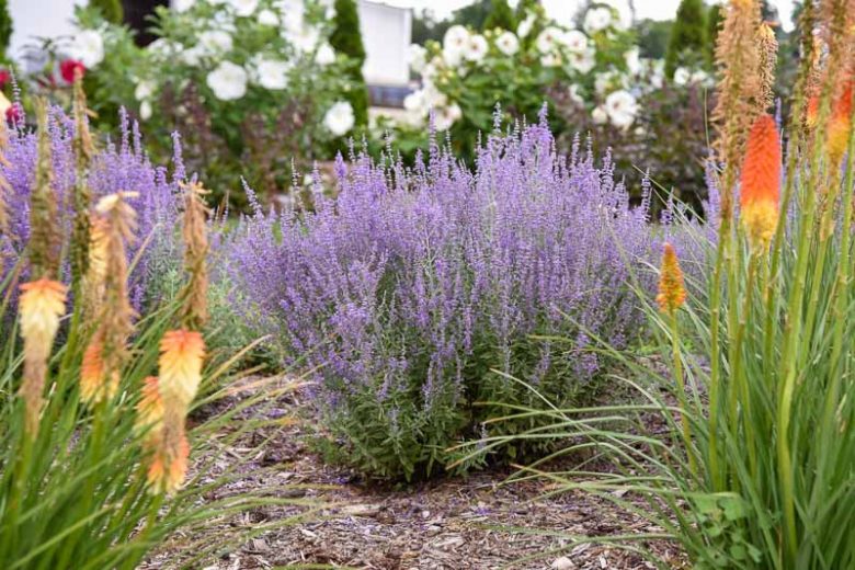Salvia yangii 'Sage Advice' (Russian Sage)