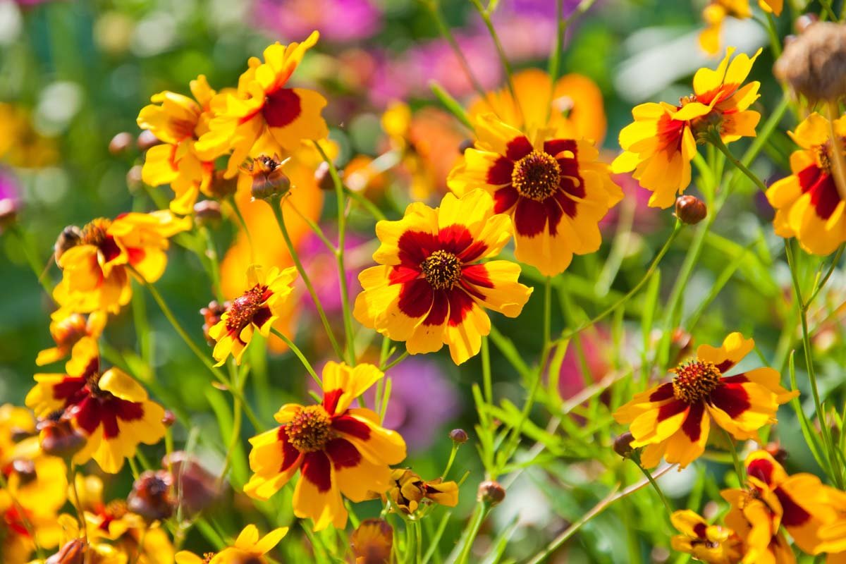 17 of the Best Coreopsis Varieties | Gardener's Path