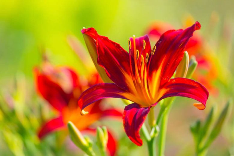 Hemerocallis (Daylily): Beautiful and Versatile Perennials