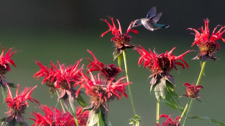 11 Perennial Plants That Will Fill Your Yard With Hummingbirds