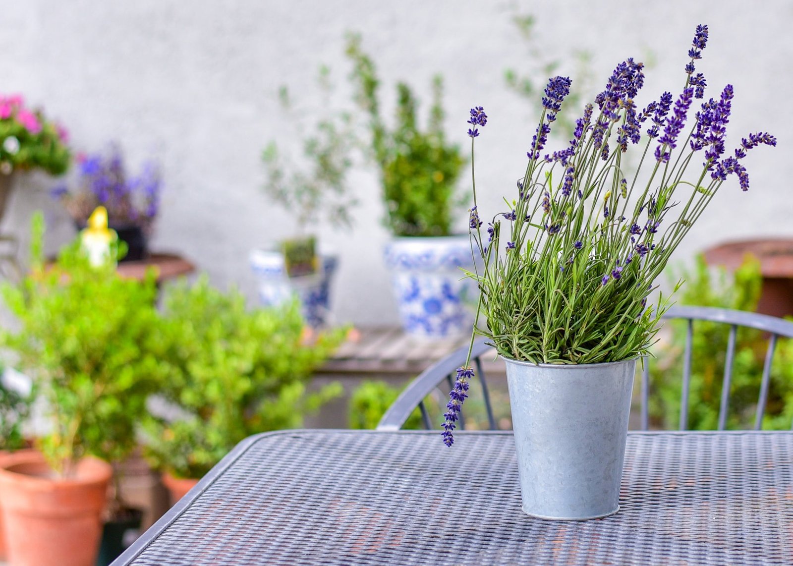Lavenders for a Fragrant Garden | Plants Express