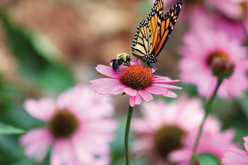 12 top perennials for containers that come back year after year