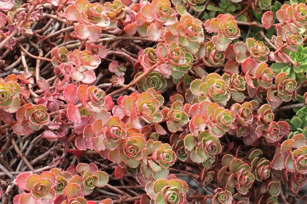 12 top perennials for containers that come back year after year