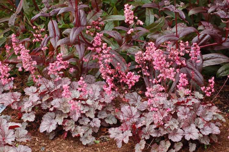 Heuchera /Coral Bells